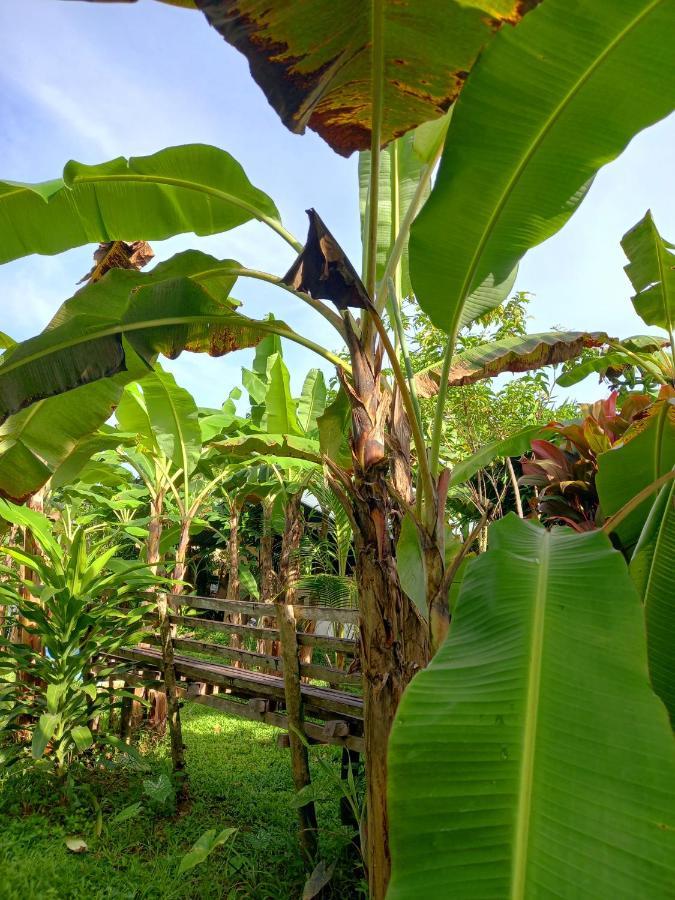 Hotel Banana Grove El Nido Exteriér fotografie