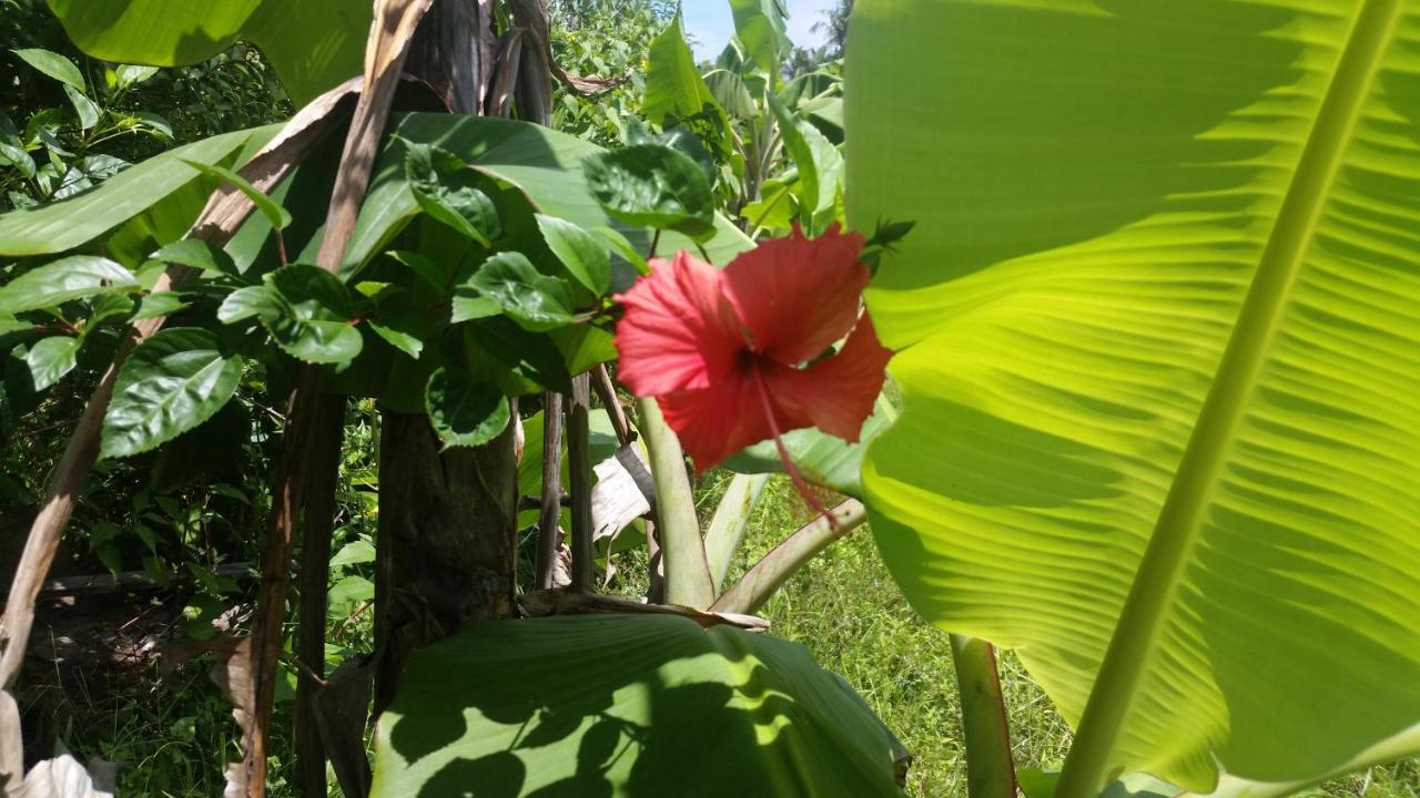 Hotel Banana Grove El Nido Exteriér fotografie