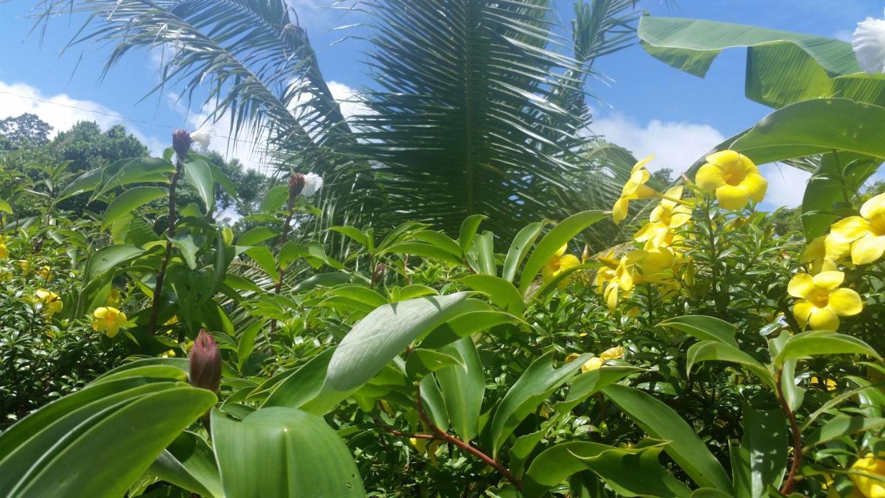 Hotel Banana Grove El Nido Exteriér fotografie